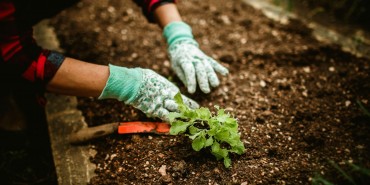 植物療法・園芸療法による認知症高齢者への長期的ケアの可能性