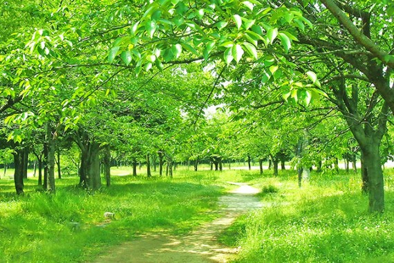 季節によって樹木は異なる景色を見せます