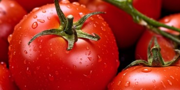 熱中症・夏バテ対策に野菜の力を！「トマト」